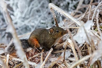 《最后的生还者》前总监曾认为该作会把顽皮狗搞垮