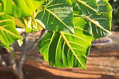 国内生产的Switch 2在美或面临145%的关税